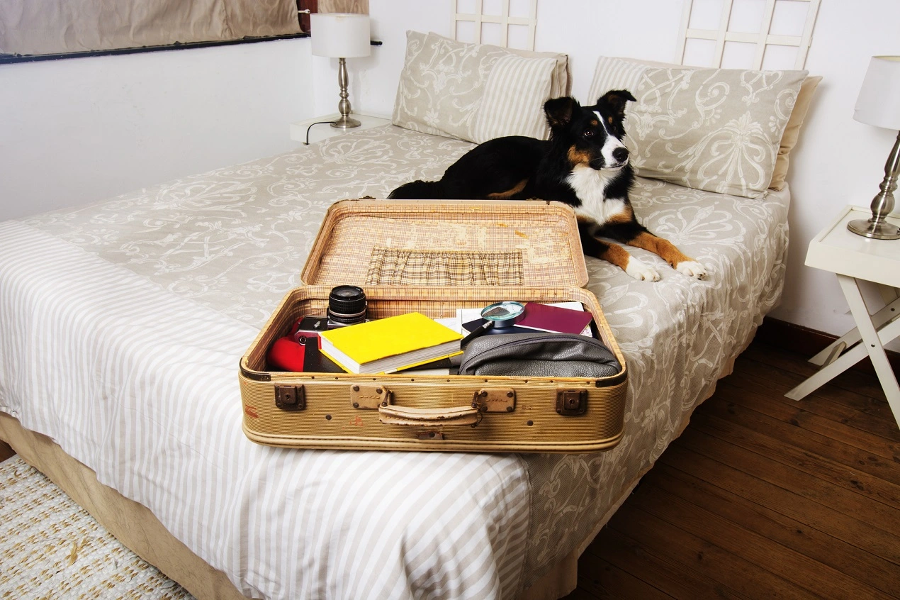 the best pet friendly hotels in trieste